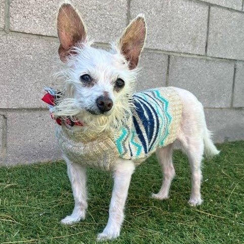 Enlarge Peanut, an adopted mixed breed in Scottsdale, AZ image 1/3
