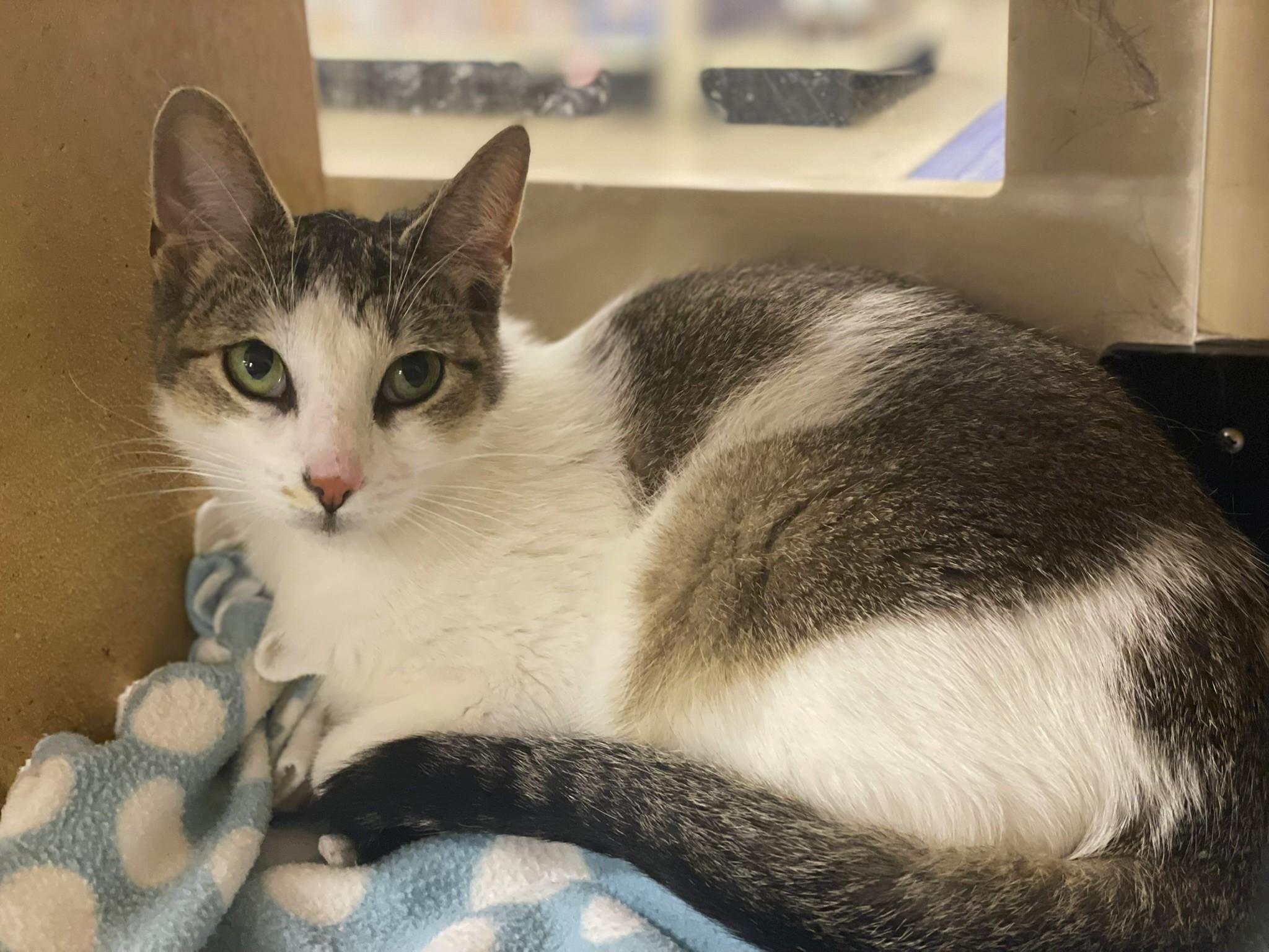 Miranda at Canton PetSmart Habitat Michigan Ave, ADOPTABLE, Young Female Tabby.
