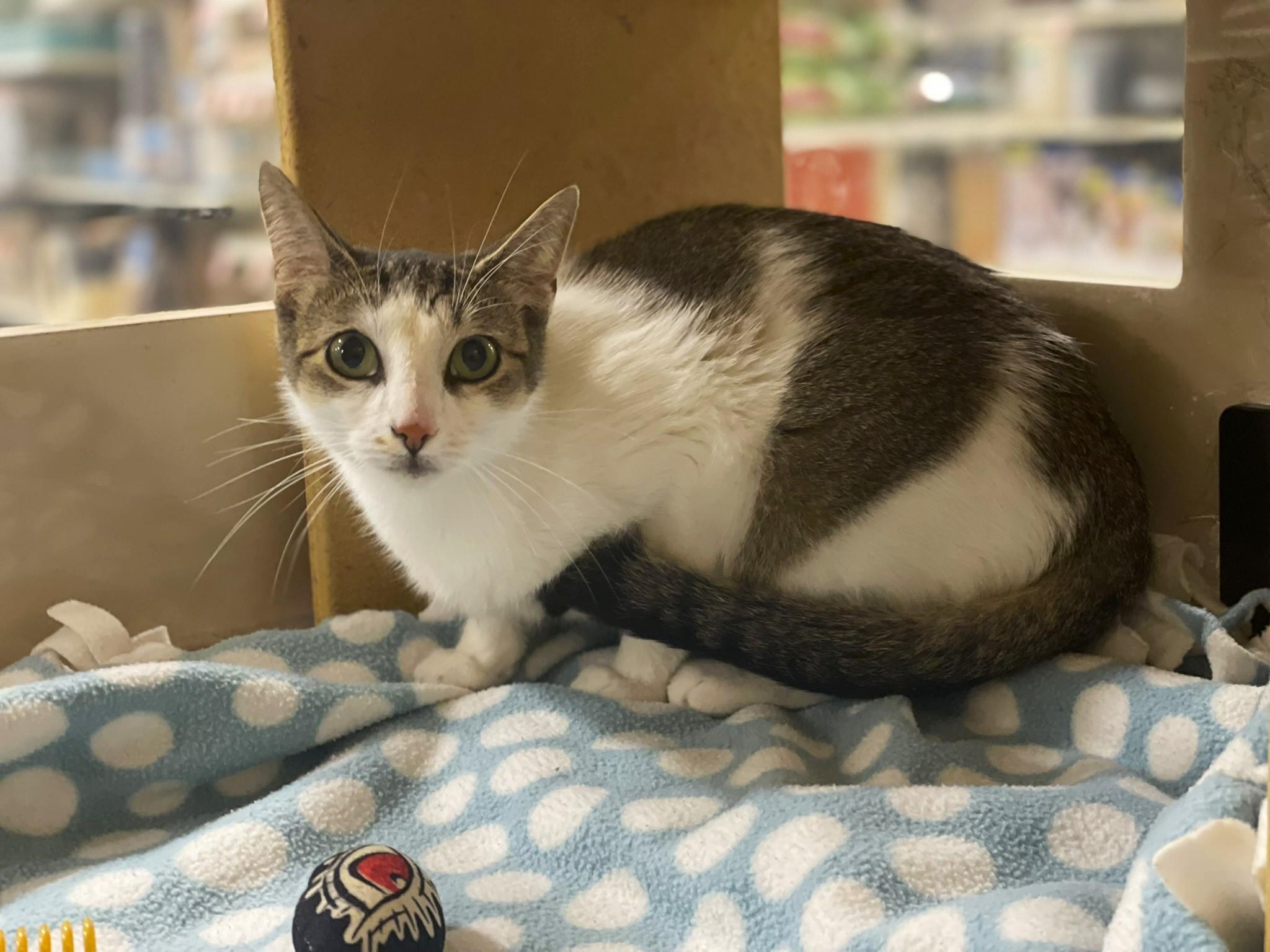 Enlarge Miranda at Canton PetSmart Habitat Michigan Ave, a ADOPTABLE Tabby in Taylor, MI image 3/4