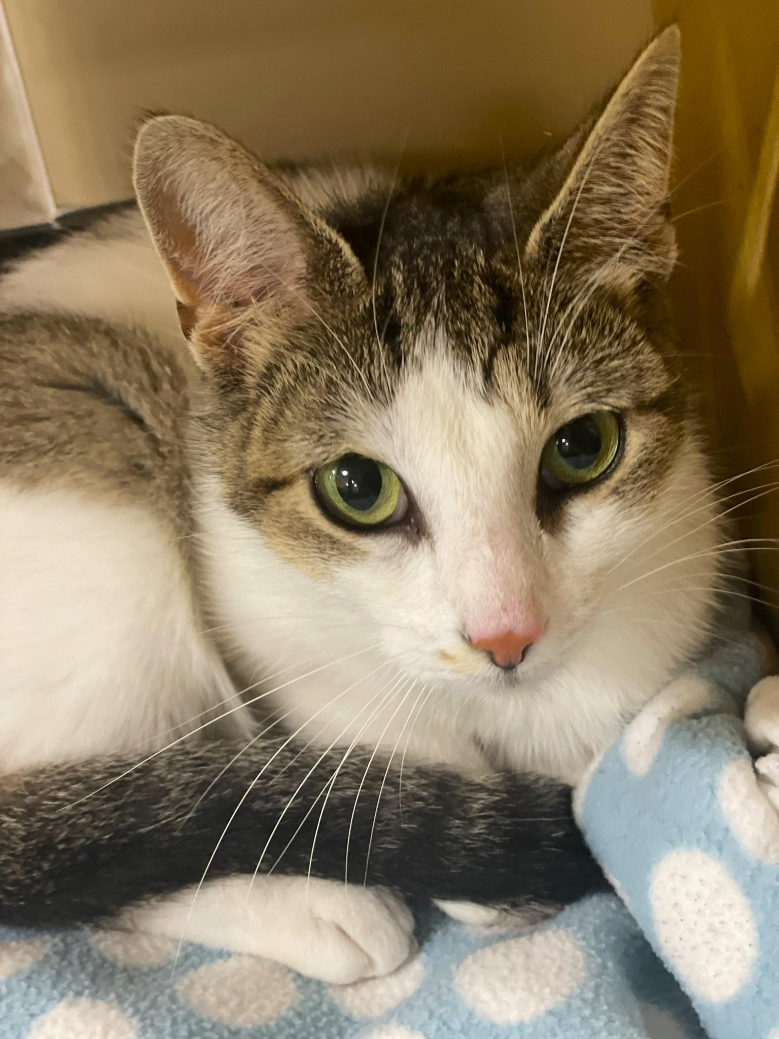 Enlarge Miranda at Canton PetSmart Habitat Michigan Ave, a ADOPTABLE Tabby in Taylor, MI image 2/4