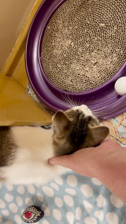 Enlarge Miranda at Canton PetSmart Habitat Michigan Ave, a ADOPTABLE Tabby in Taylor, MI video 4/4