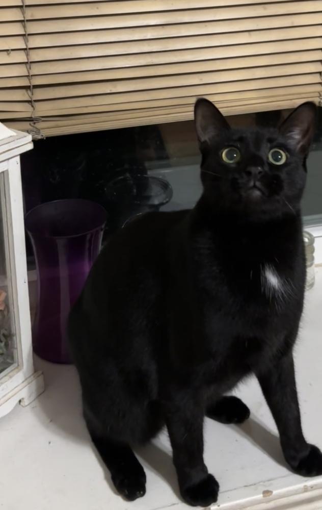 Lannister, Adoptable, Kitten Male Domestic Short Hair & Tabby.