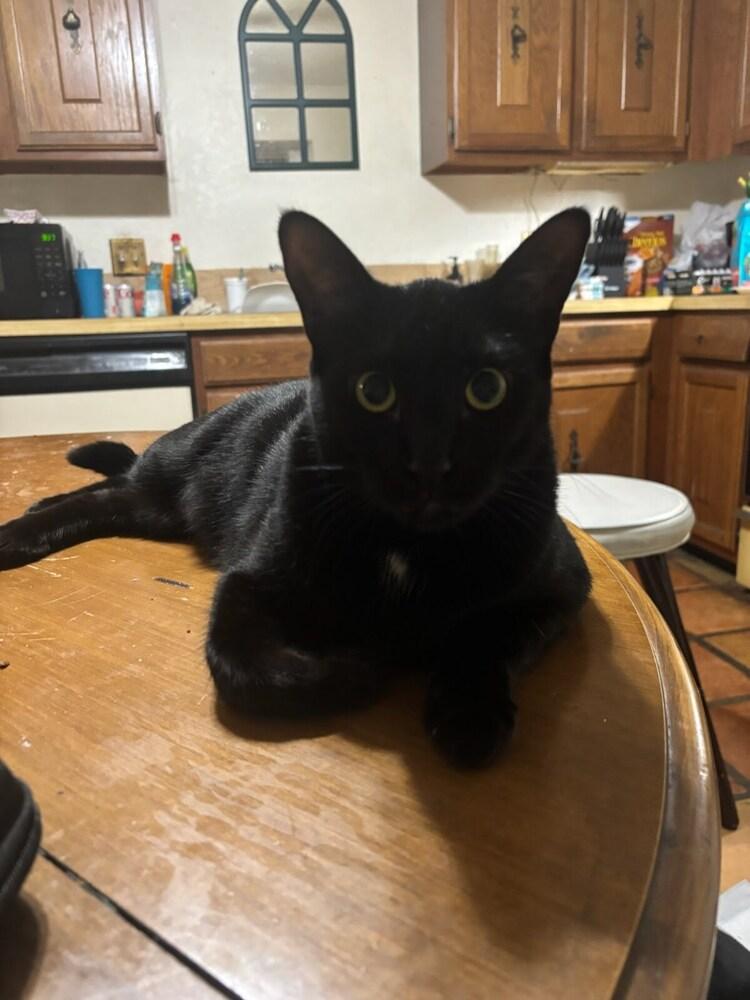 Enlarge Lannister, a Adoptable mixed breed in Dallas, TX image 2/5