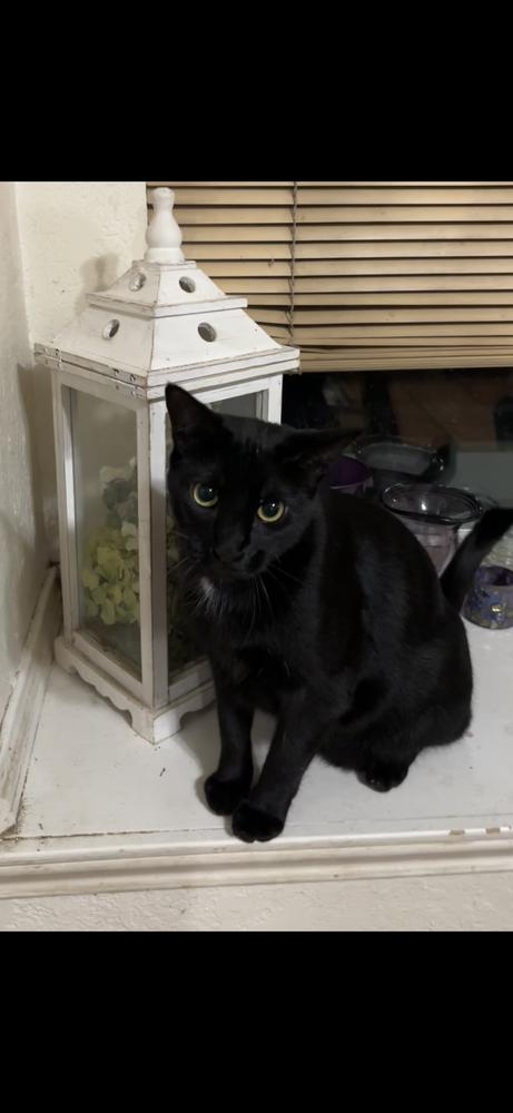 Enlarge Lannister, a Adoptable mixed breed in Dallas, TX image 3/5