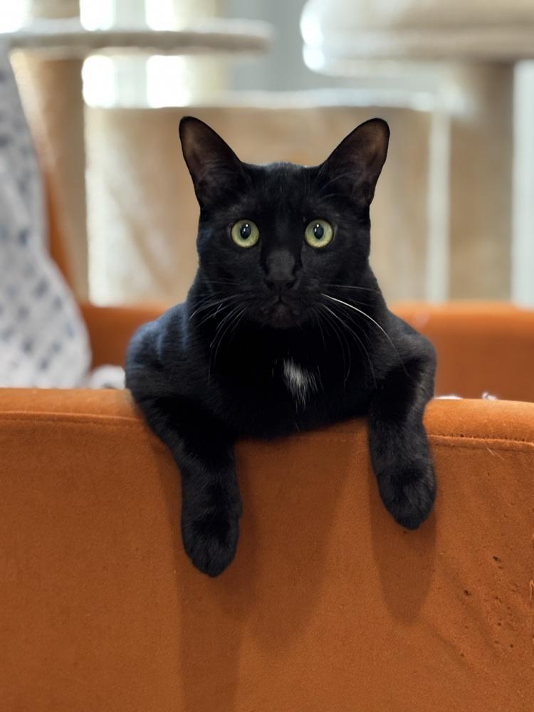 Enlarge Lannister, a Adoptable mixed breed in Dallas, TX image 4/6