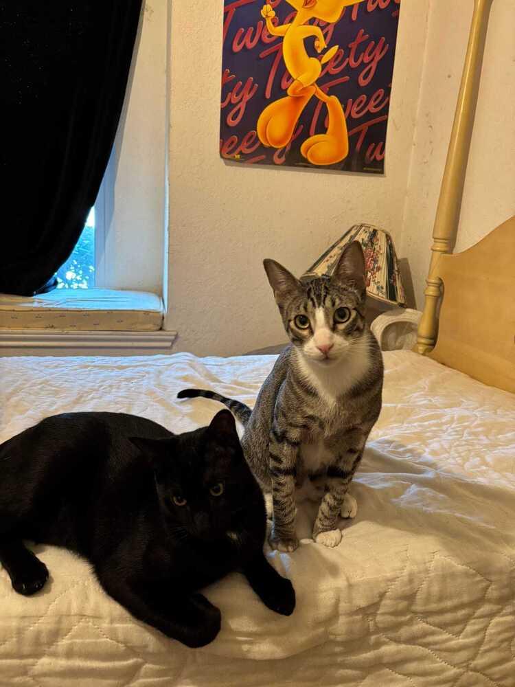 Enlarge Lannister, a Adoptable mixed breed in Dallas, TX image 4/5