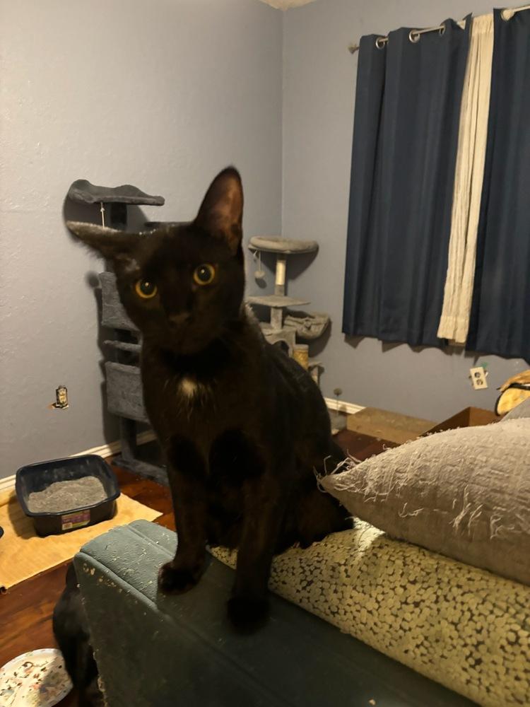 Enlarge Lannister, a Adoptable mixed breed in Dallas, TX image 5/5