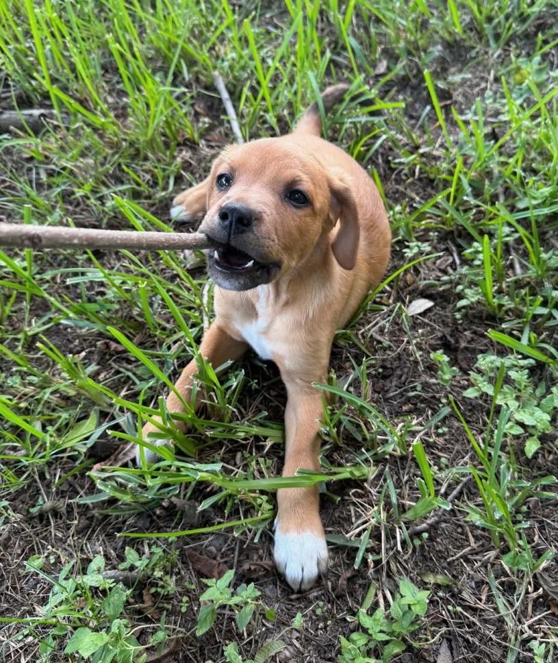 June Bug, an adopted mixed breed in Cypress, TX image 6/6