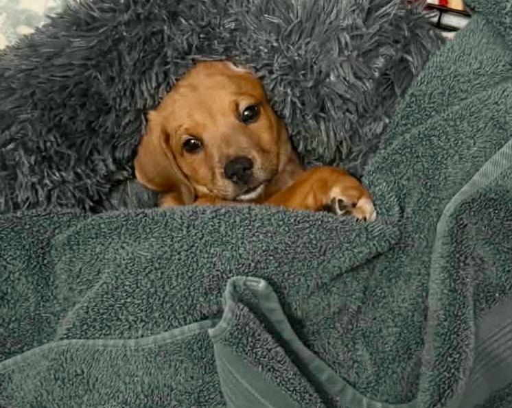 June Bug, an adopted mixed breed in Cypress, TX image 3/6