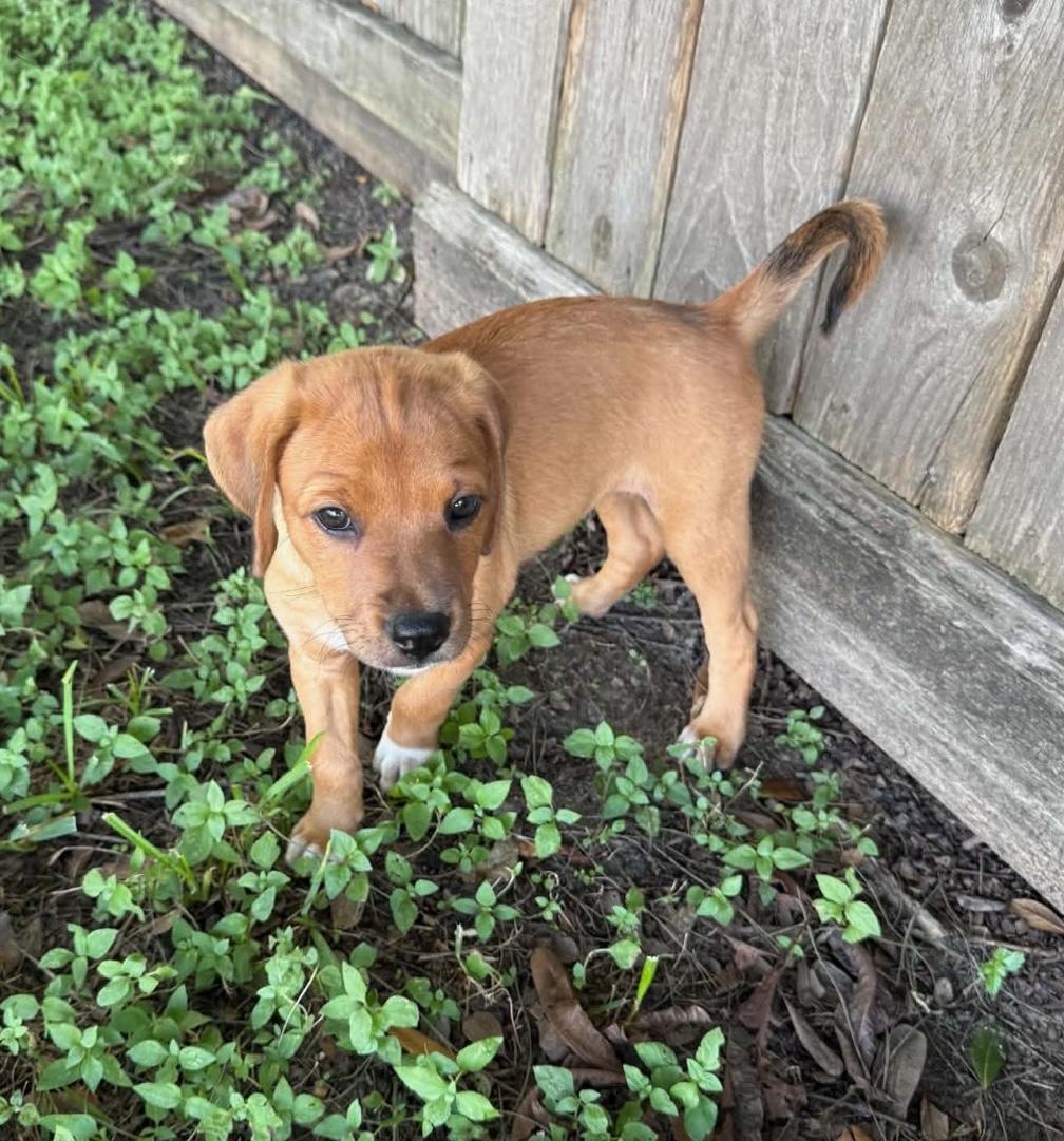 June Bug, an adopted mixed breed in Cypress, TX image 1/6