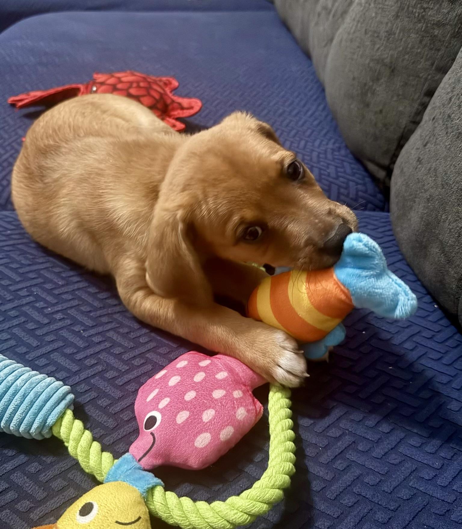 June Bug, an adopted mixed breed in Cypress, TX image 5/6
