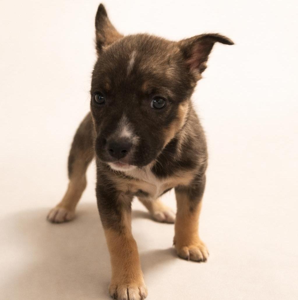 Enlarge Rio, a ADOPTABLE mixed breed in Austin, TX image 1/1