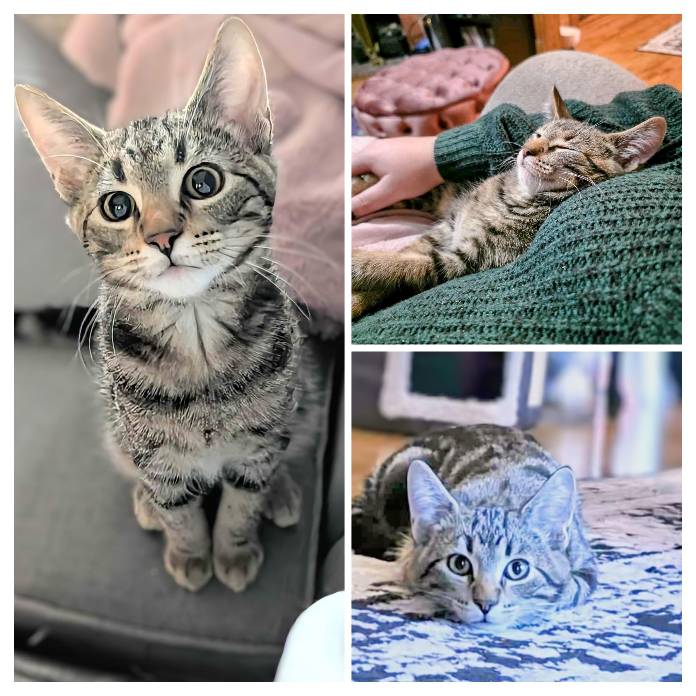 Jinu, an adoptable Domestic Short Hair in Winnipeg, MB, R2L 0L6 | Photo Image 1