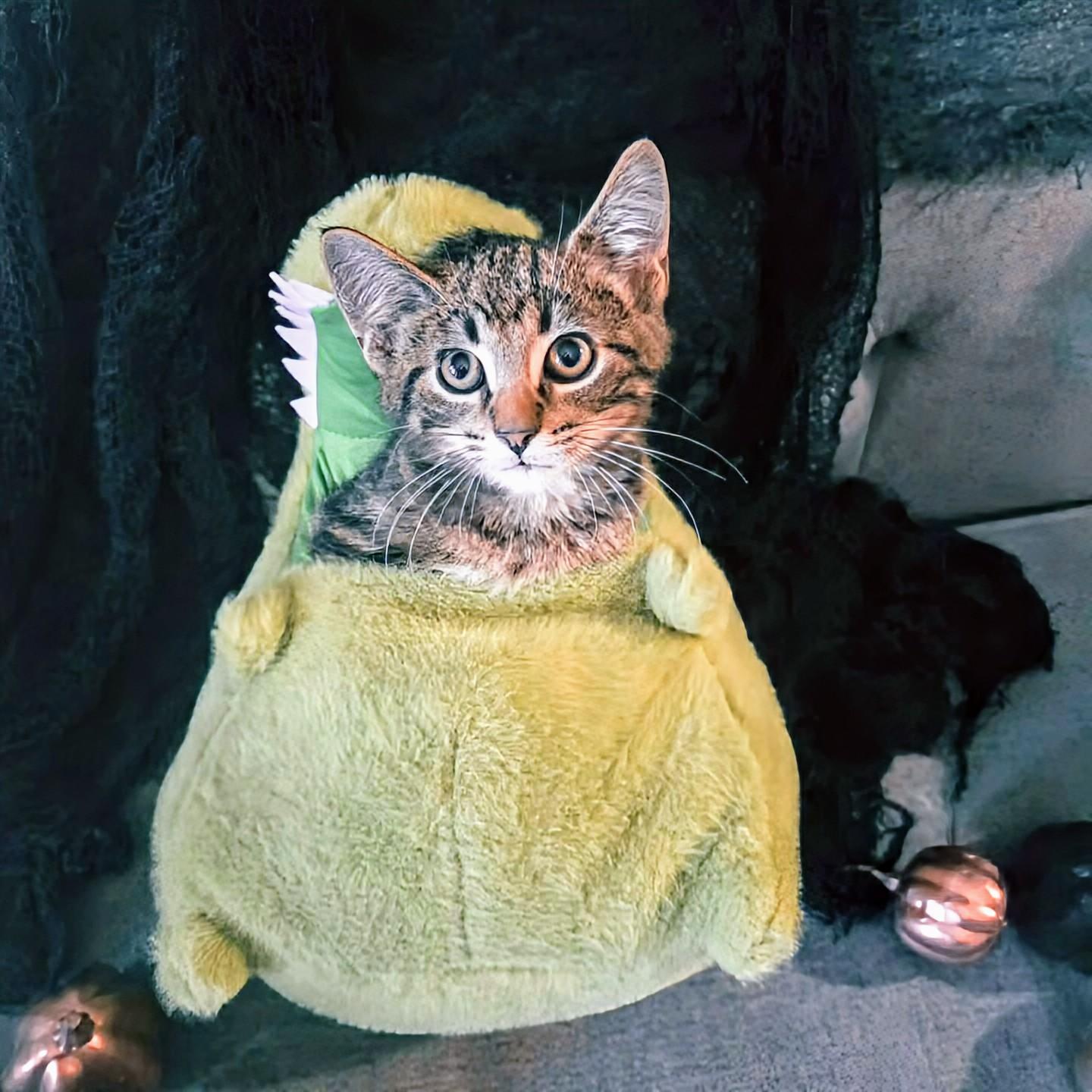 Jinu, an adoptable Domestic Short Hair in Winnipeg, MB, R2L 0L6 | Photo Image 4