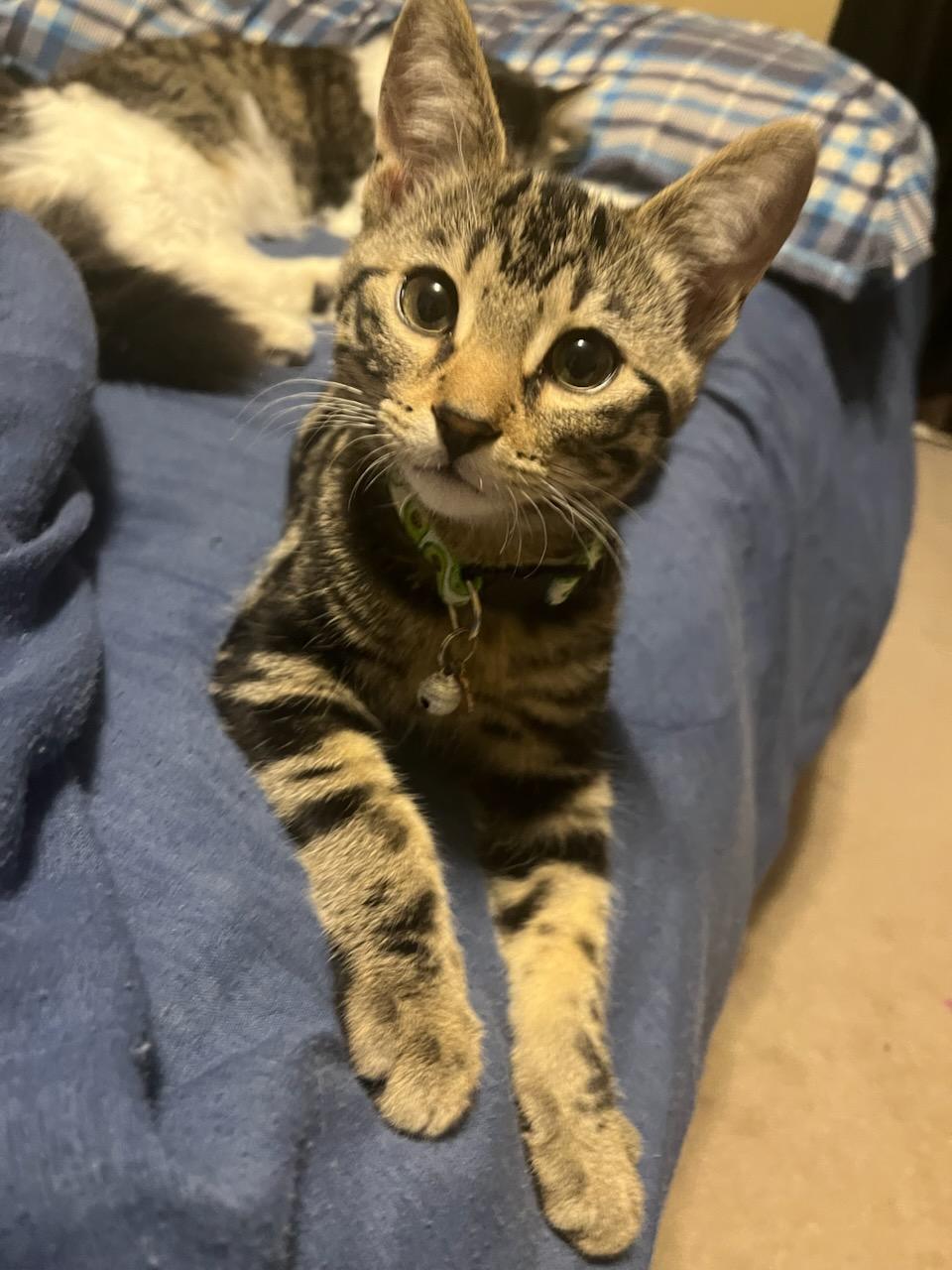 Jinu, an adoptable Domestic Short Hair in Winnipeg, MB, R2L 0L6 | Photo Image 5