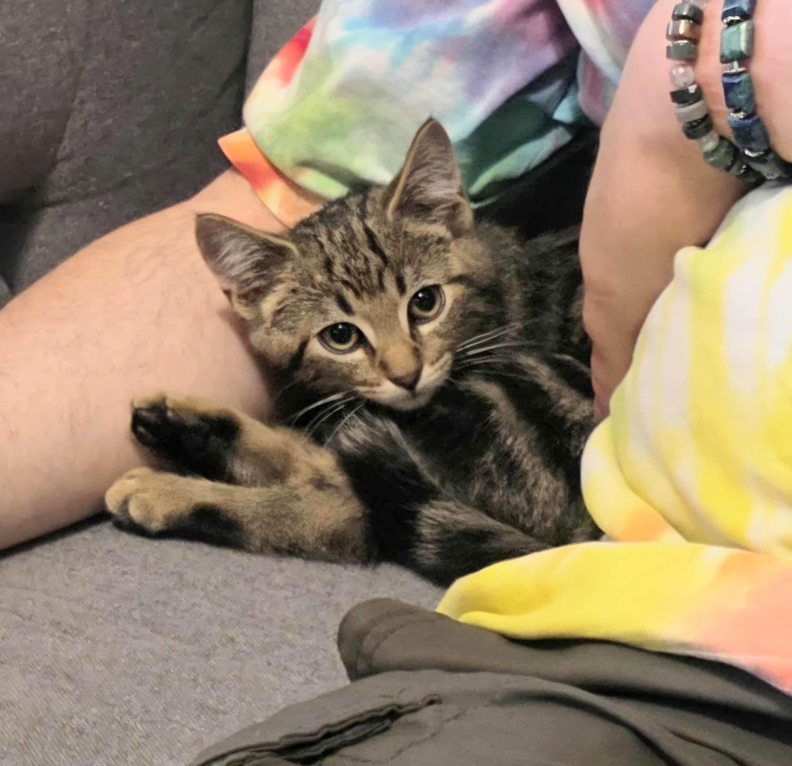 Jinu, an adoptable Domestic Short Hair in Winnipeg, MB, R2L 0L6 | Photo Image 3