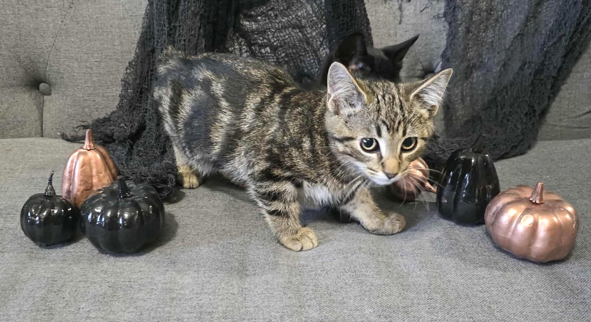 Jinu, an adoptable Domestic Short Hair in Winnipeg, MB, R2L 0L6 | Photo Image 2