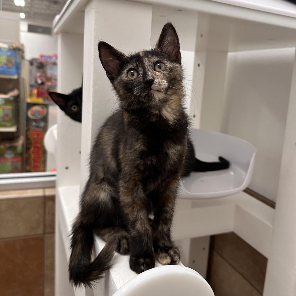 Rocket, Adoptable, Kitten Female Domestic Short Hair.
