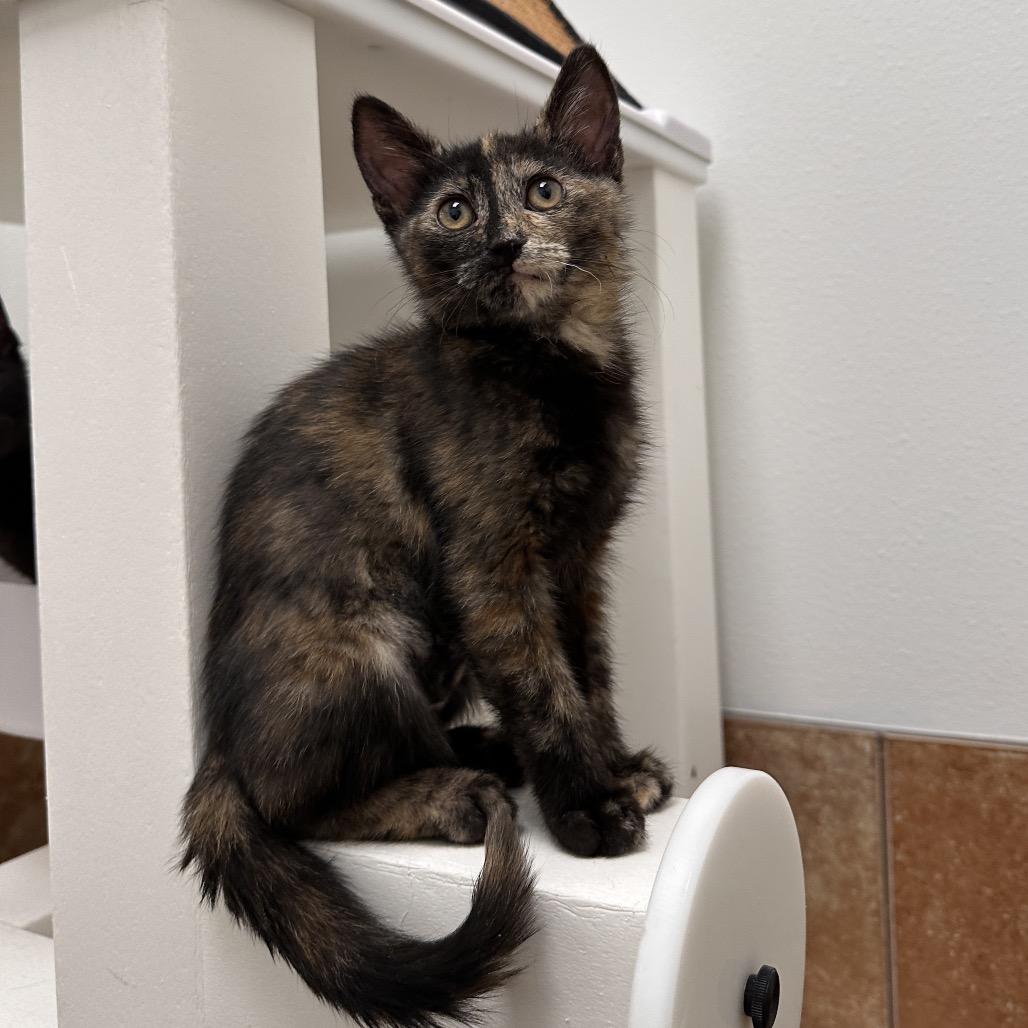 Rocket, a Adoptable Domestic Short Hair in Spokane, WA image 2/5