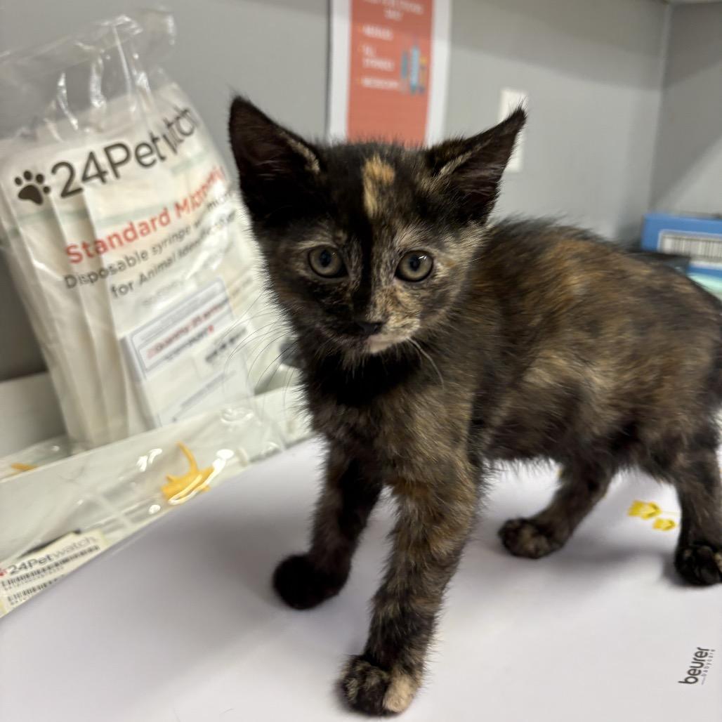Rocket, a Adoptable Domestic Short Hair in Spokane, WA image 3/5