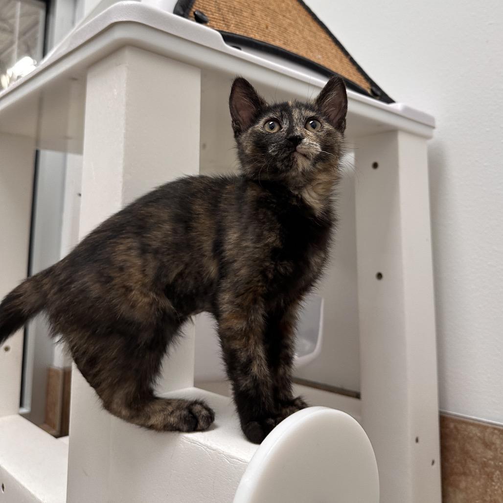Rocket, a Adoptable Domestic Short Hair in Spokane, WA image 4/5