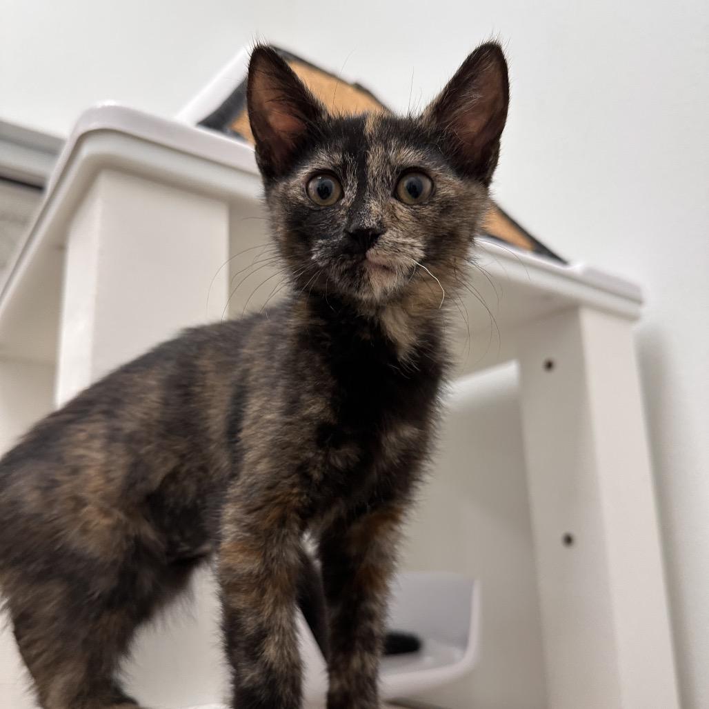 Rocket, a Adoptable Domestic Short Hair in Spokane, WA image 5/5