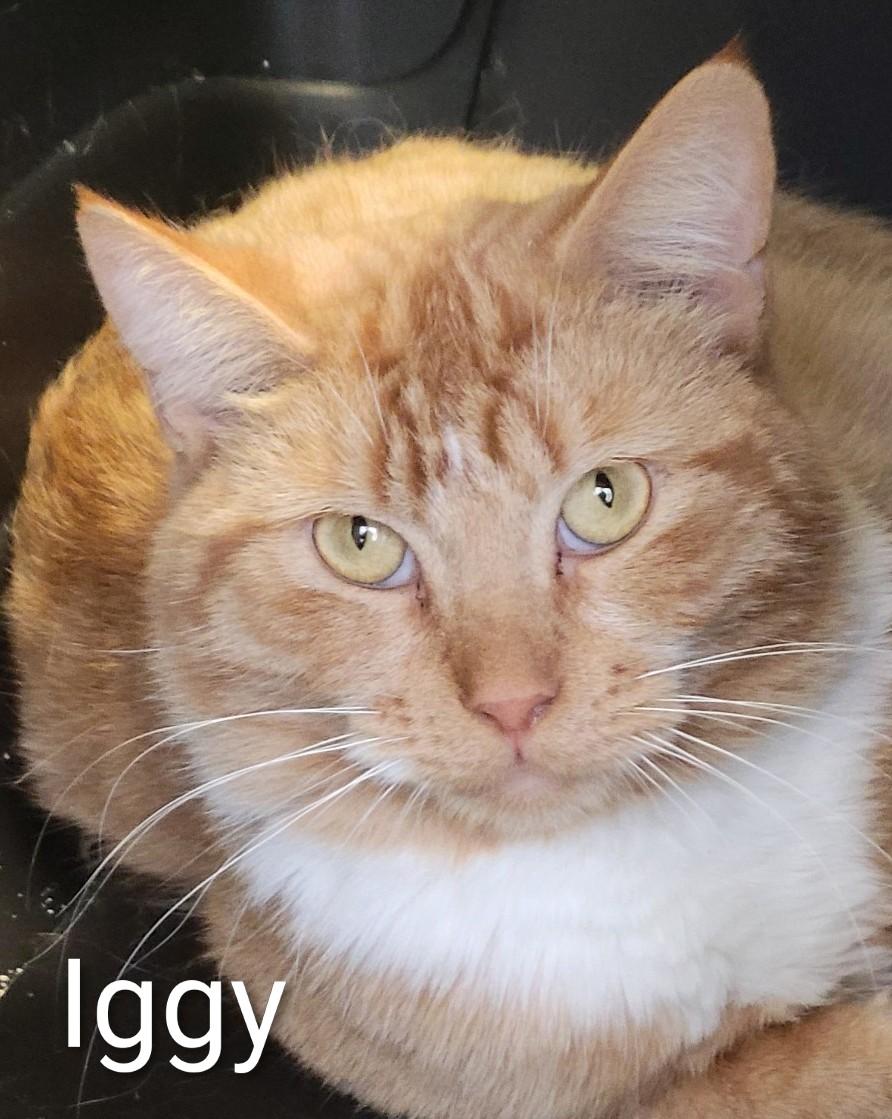 Iggy, adopted, Adult Male Domestic Short Hair.