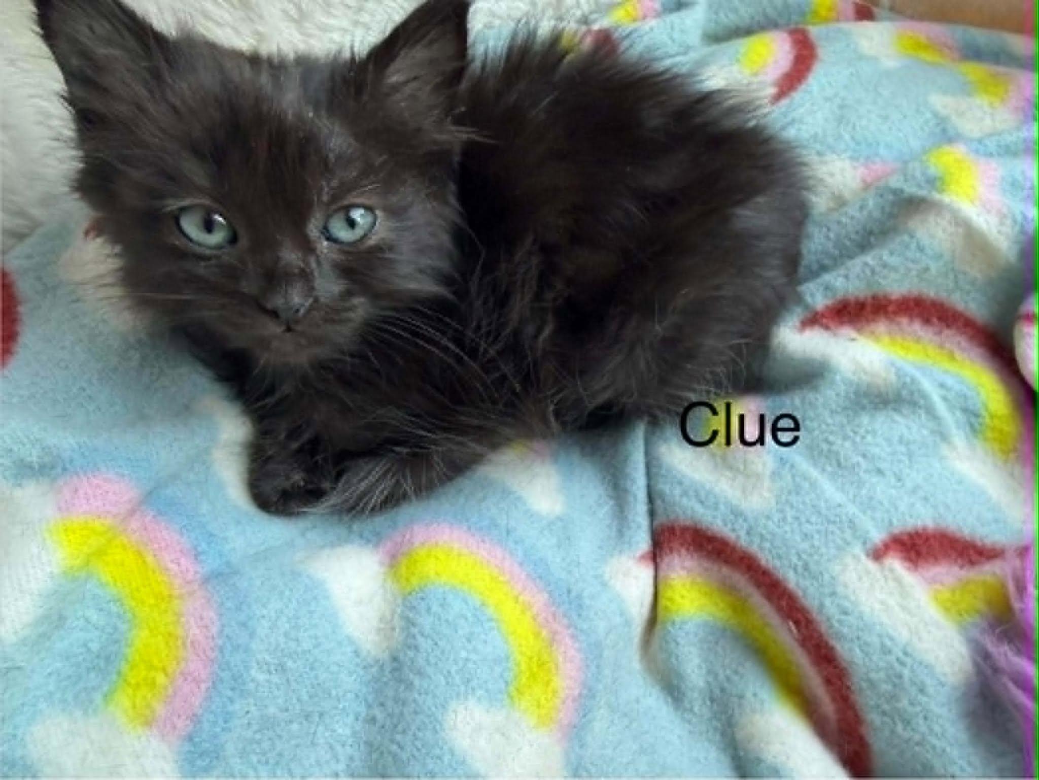 Enlarge Clue, a Adopted mixed breed in Omaha, NE image 2/3