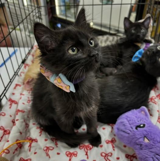 Clue, Adopted, Kitten Female Domestic Medium Hair.