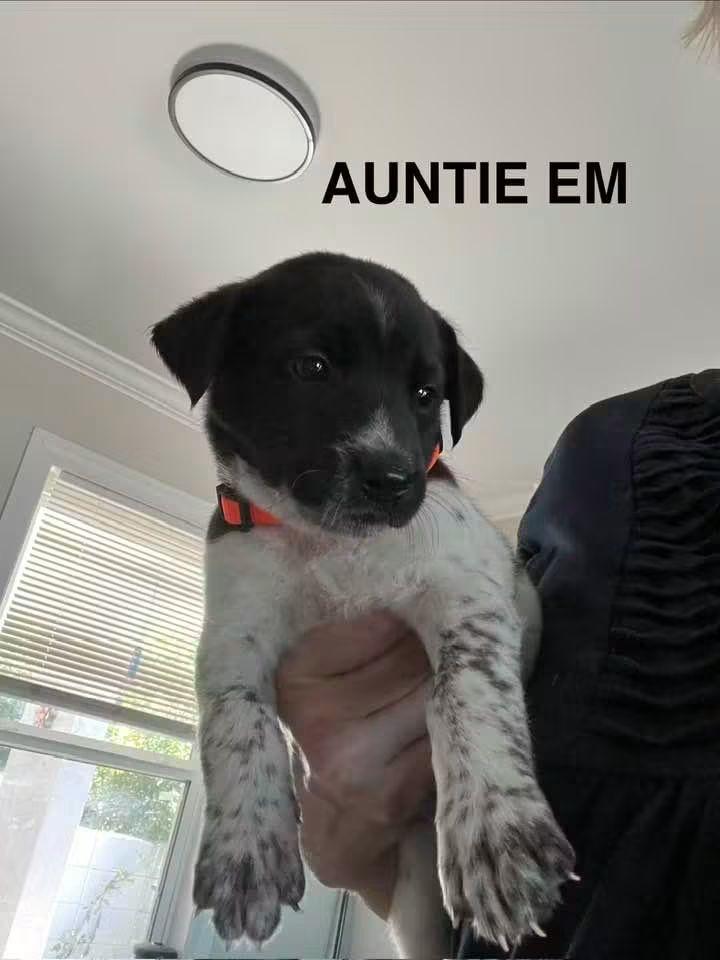 Annie Em, Adoptable, Puppy Female American Foxhound & English Springer Spaniel.