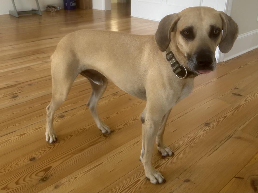 Enlarge Winston, a Adoptable mixed breed in Scott, LA image 1/5