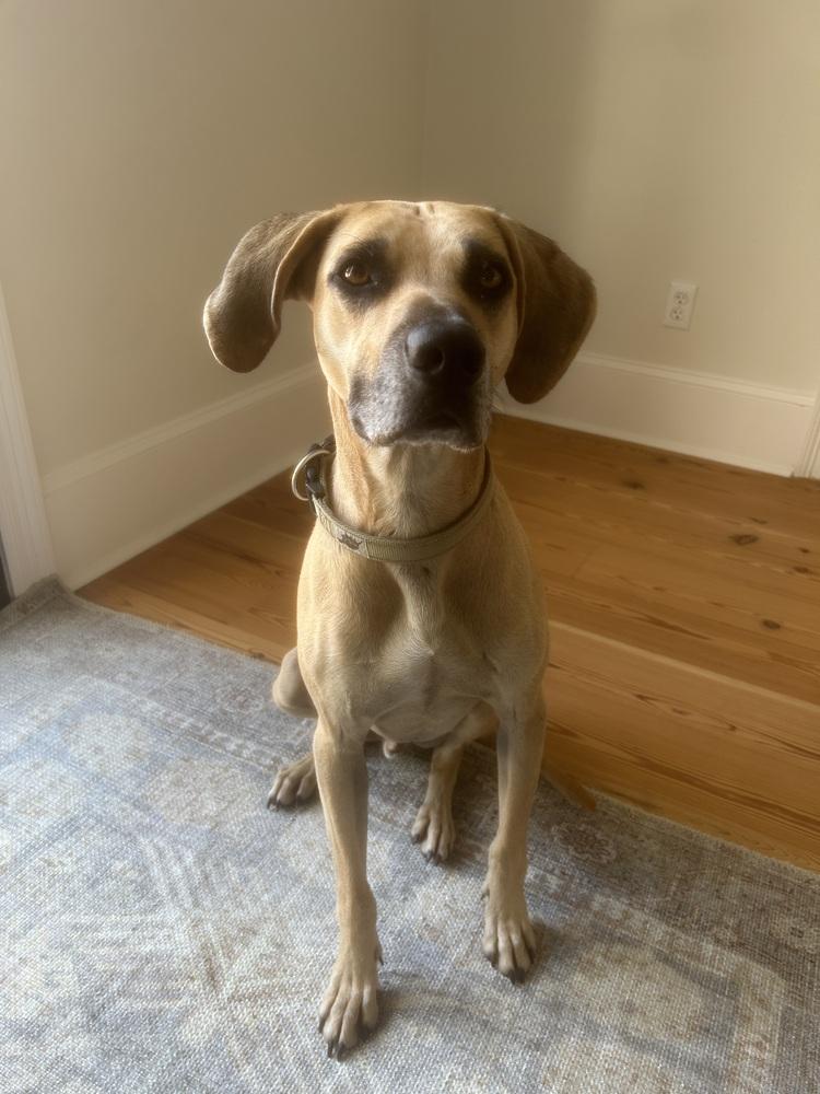 Enlarge Winston, a Adoptable mixed breed in Scott, LA image 2/5