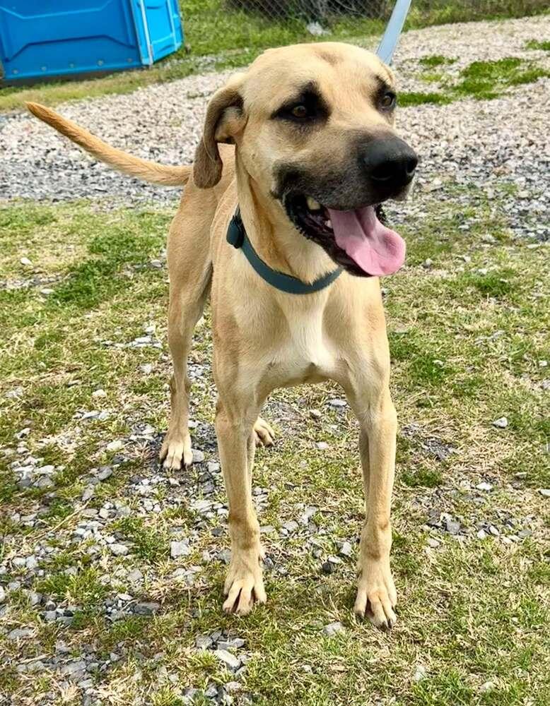 Winston, a Adoptable mixed breed in Scott, LA image 1/3
