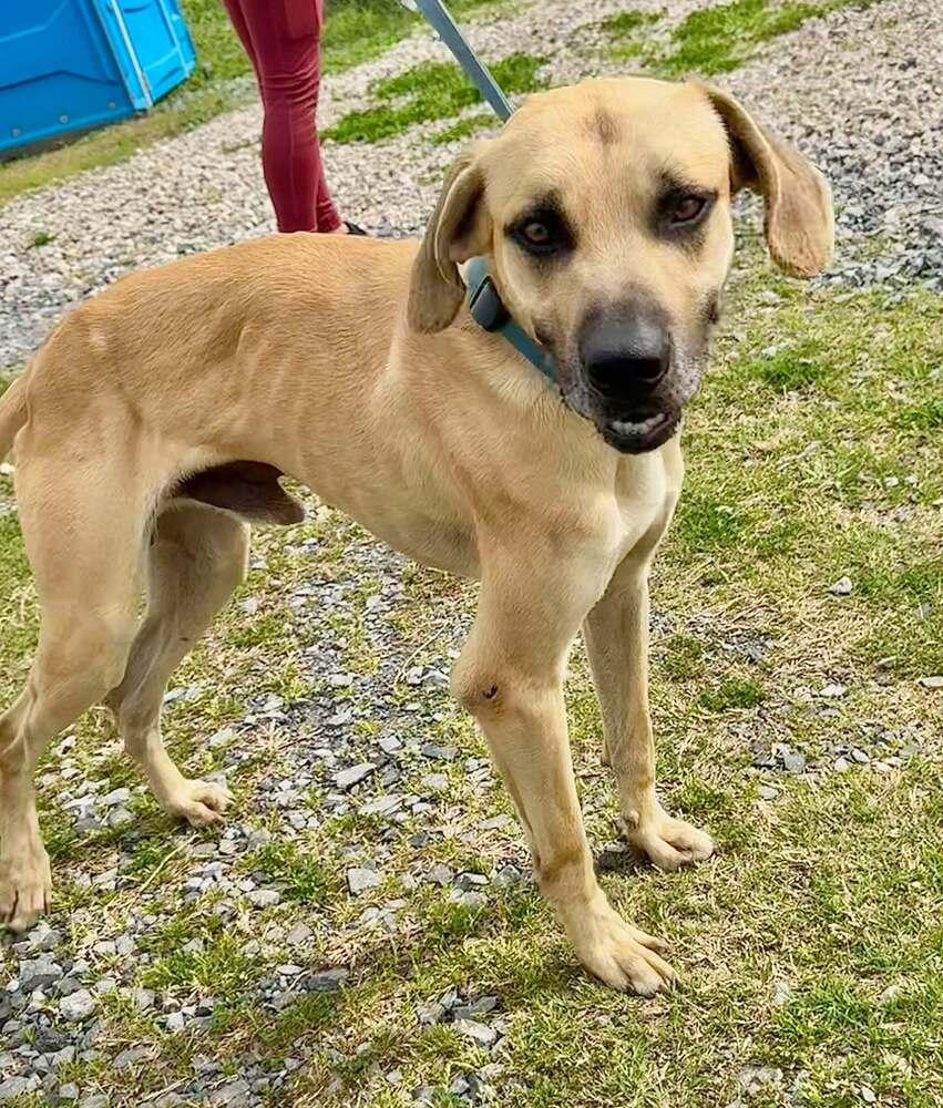 Winston, a Adoptable mixed breed in Scott, LA image 2/3