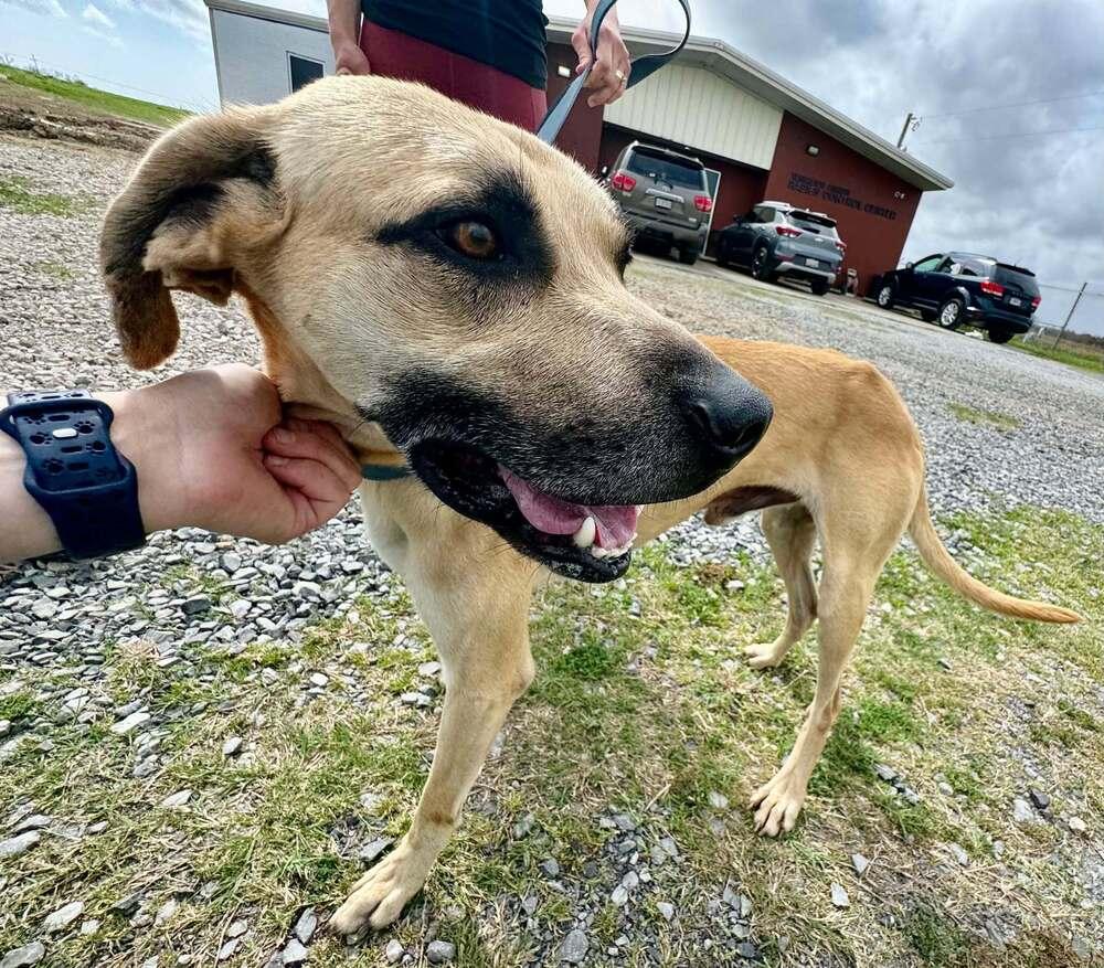 Winston, a Adoptable mixed breed in Scott, LA image 3/3