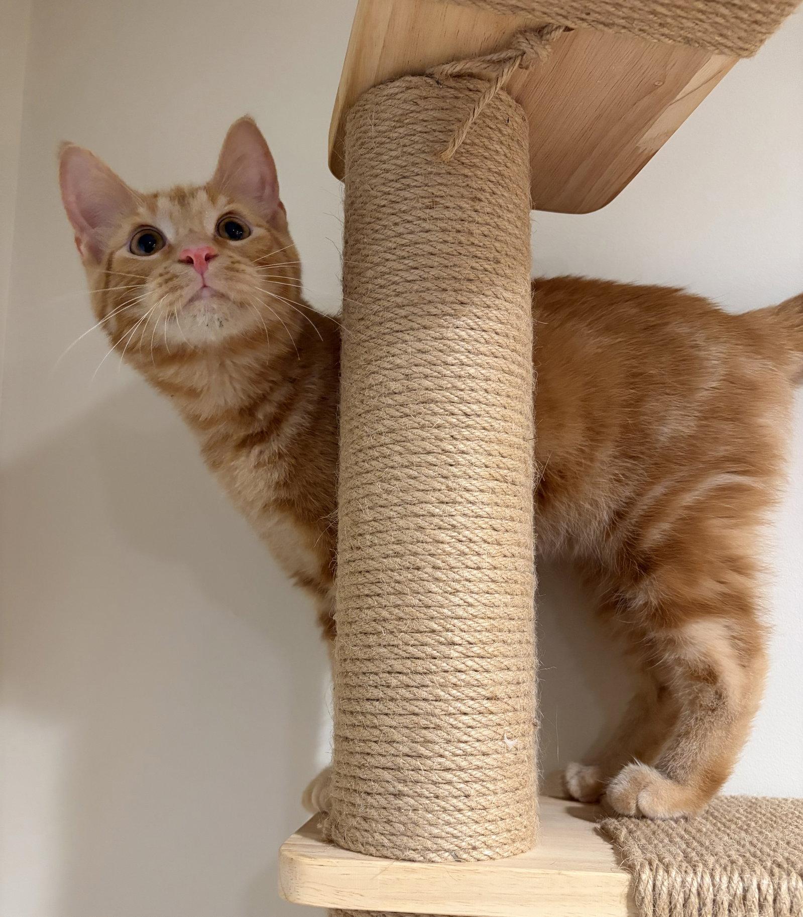 Greybeard, Adoptable, Kitten Male Domestic Short Hair.