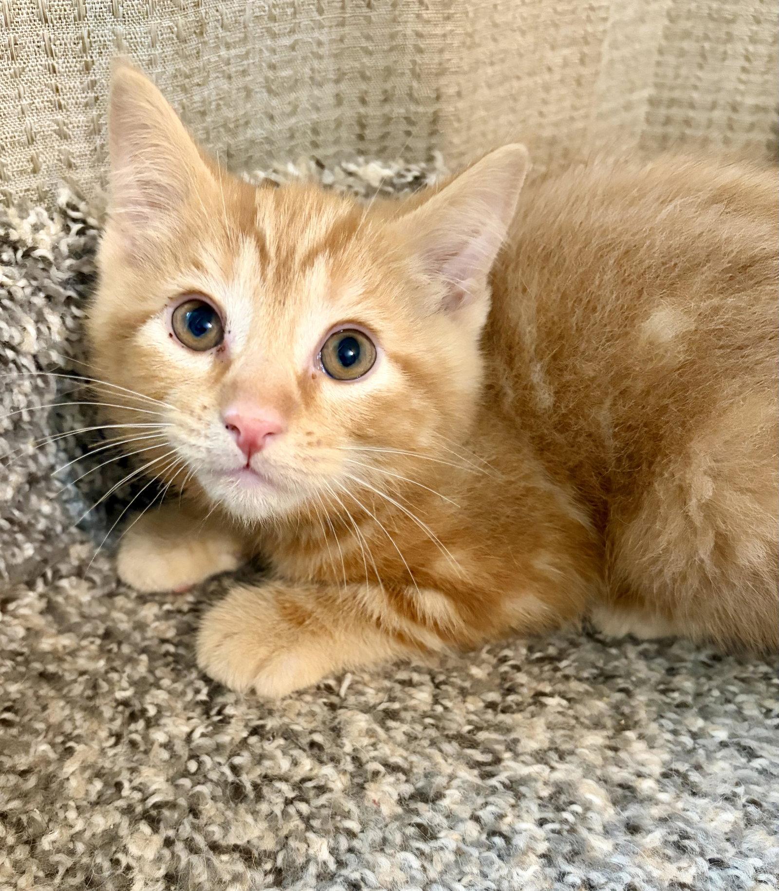 Greybeard, Adoptable, Kitten Male Domestic Short Hair.