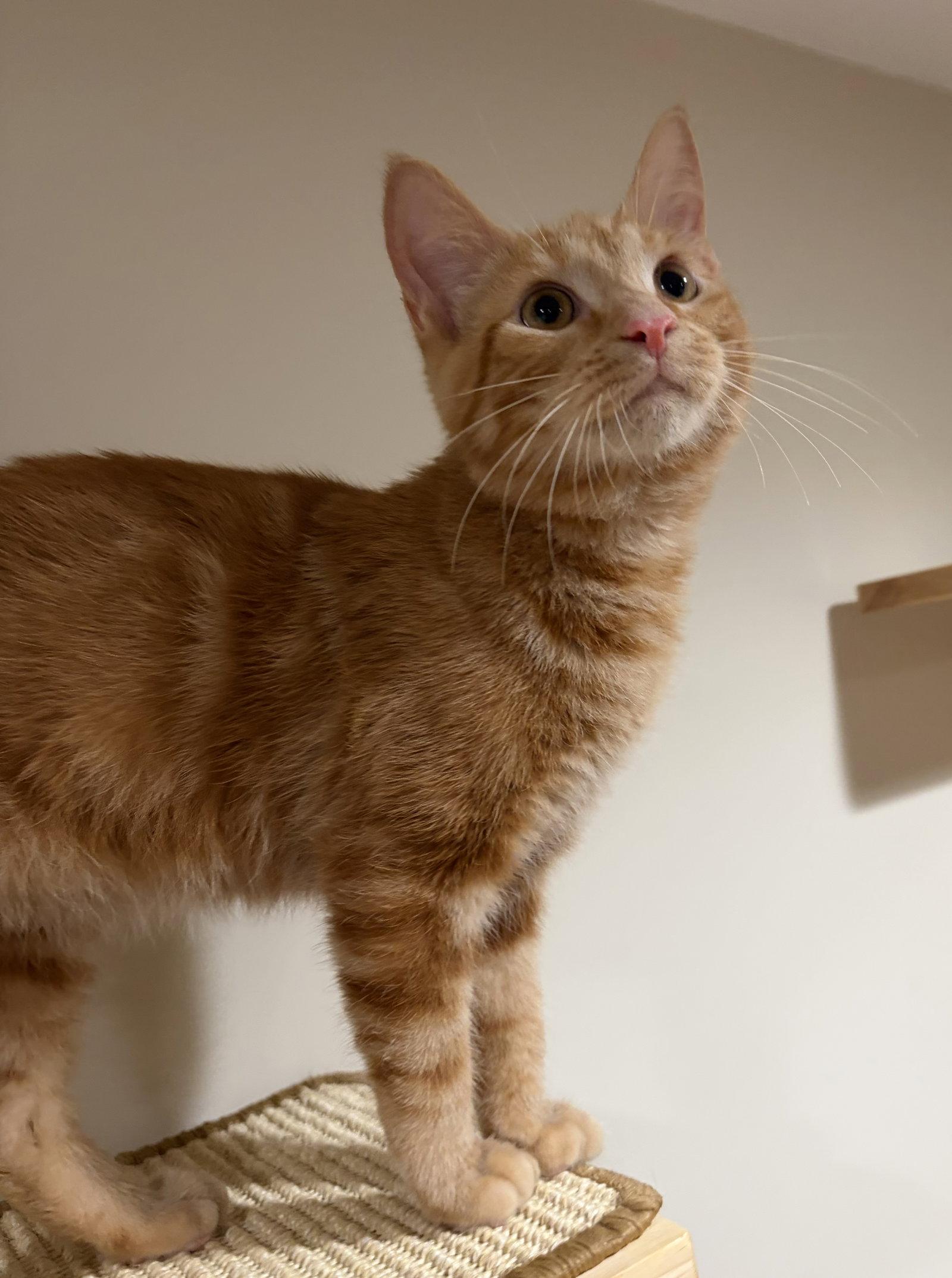 Greybeard, a Adoptable Domestic Short Hair in Rootstown, OH image 2/3