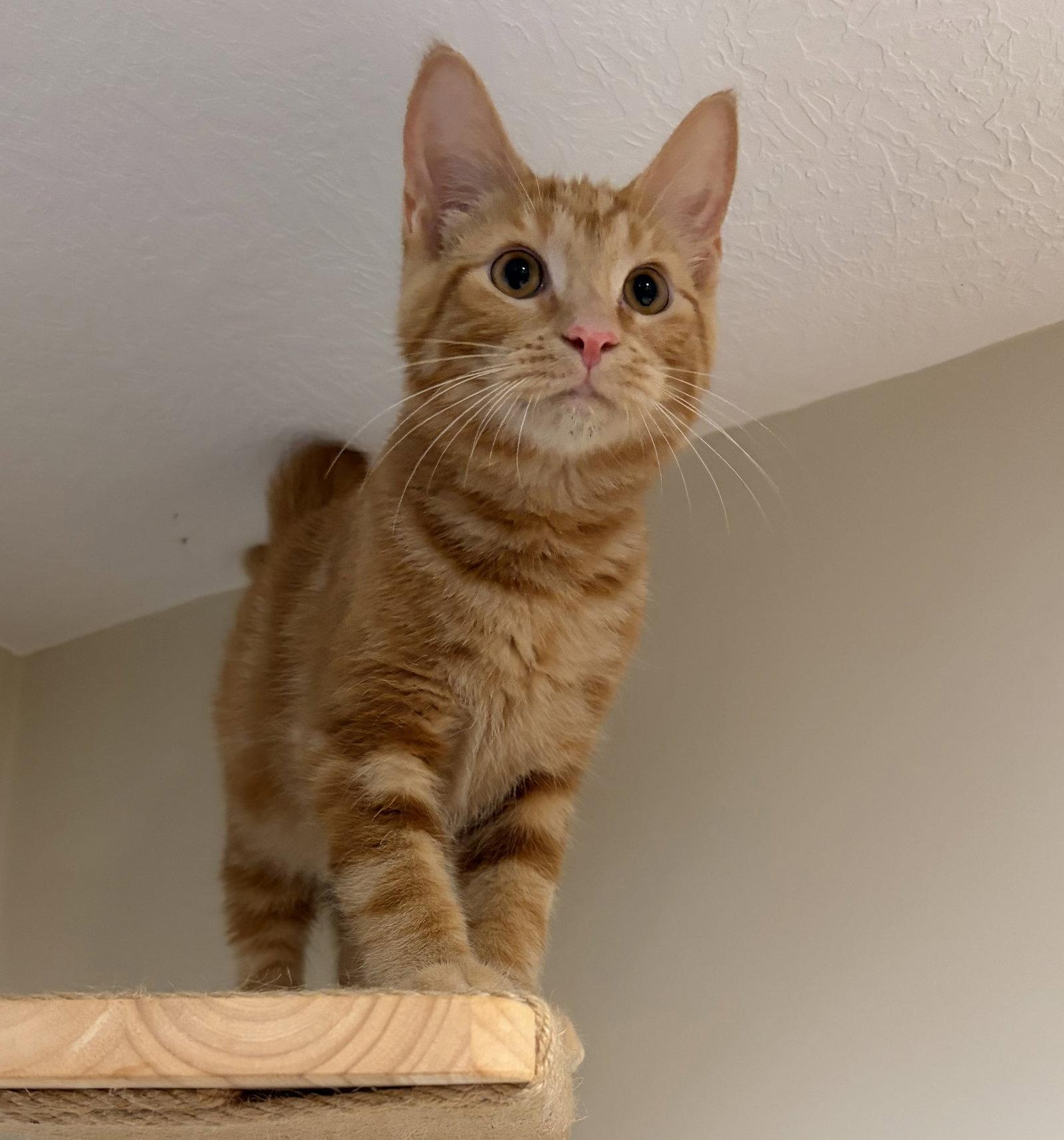 Greybeard, a Adoptable Domestic Short Hair in Rootstown, OH image 3/3