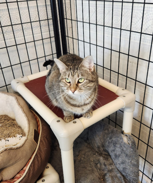 Enlarge Caroline, a Adoptable Domestic Short Hair in Hoopeston, IL image 1/3