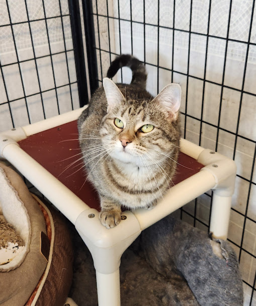 Enlarge Caroline, a Adoptable Domestic Short Hair in Hoopeston, IL image 2/3