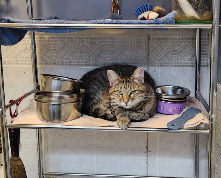 Enlarge Caroline, a Adoptable Domestic Short Hair in Hoopeston, IL image 3/3