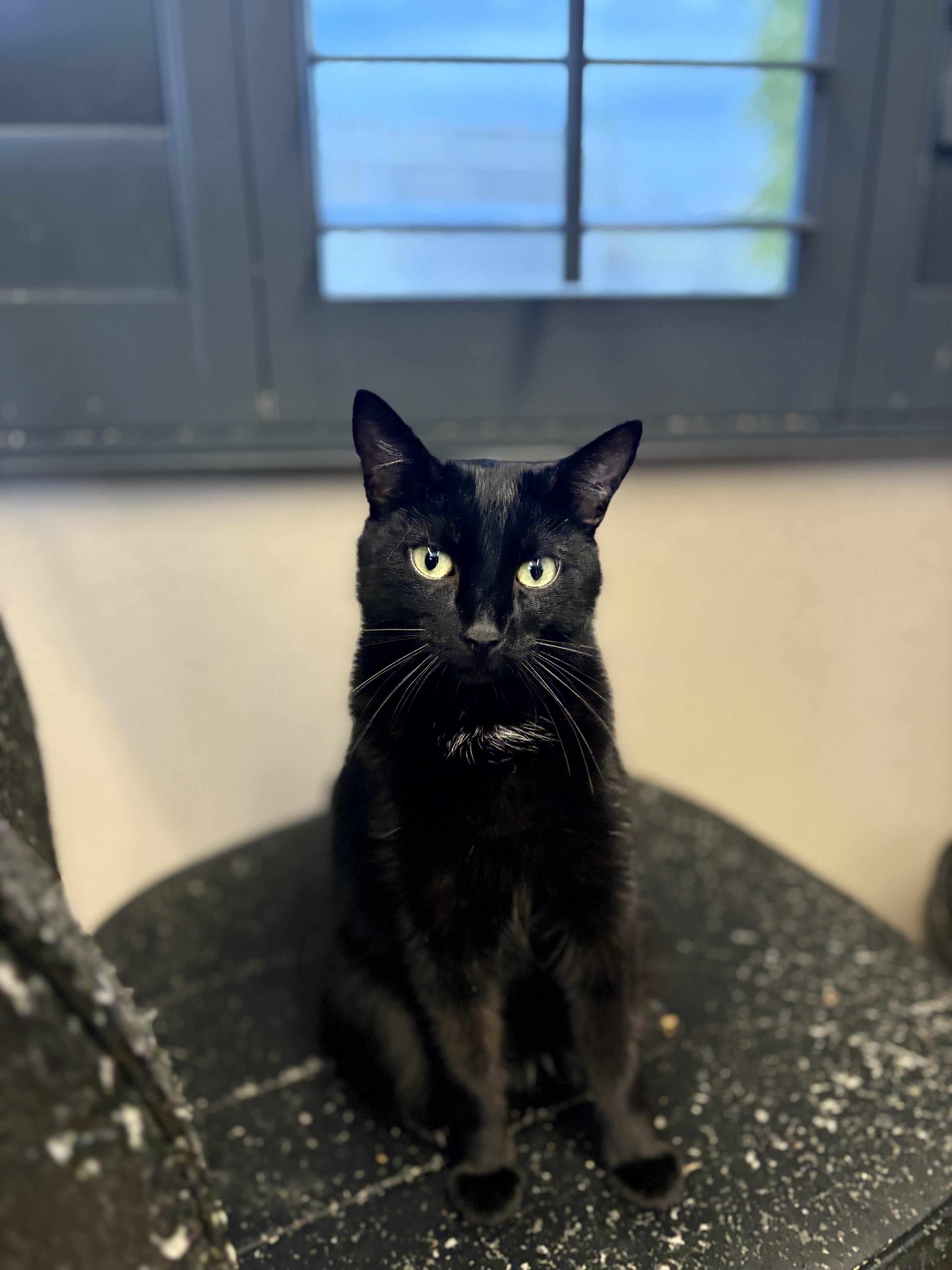 Holly, Young Female Bombay