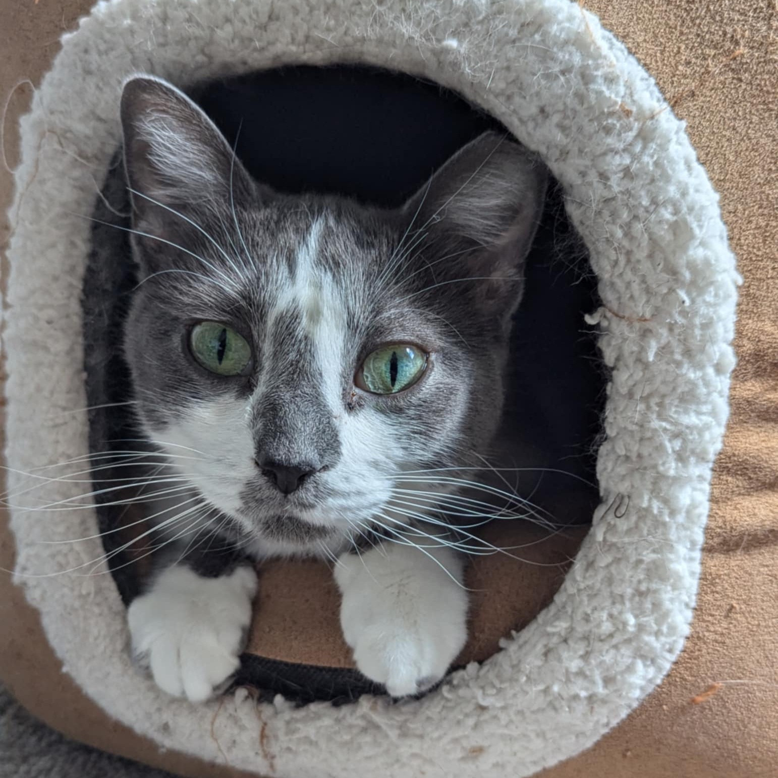 Mio SP (bonded w/Theo) 0920, Adoptable, Adult Female Domestic Medium Hair.