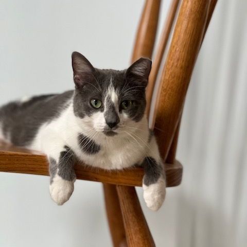 Mio SP (bonded w/Theo) 0920, a Adoptable Domestic Medium Hair in West Bloomfield, MI image 2/6