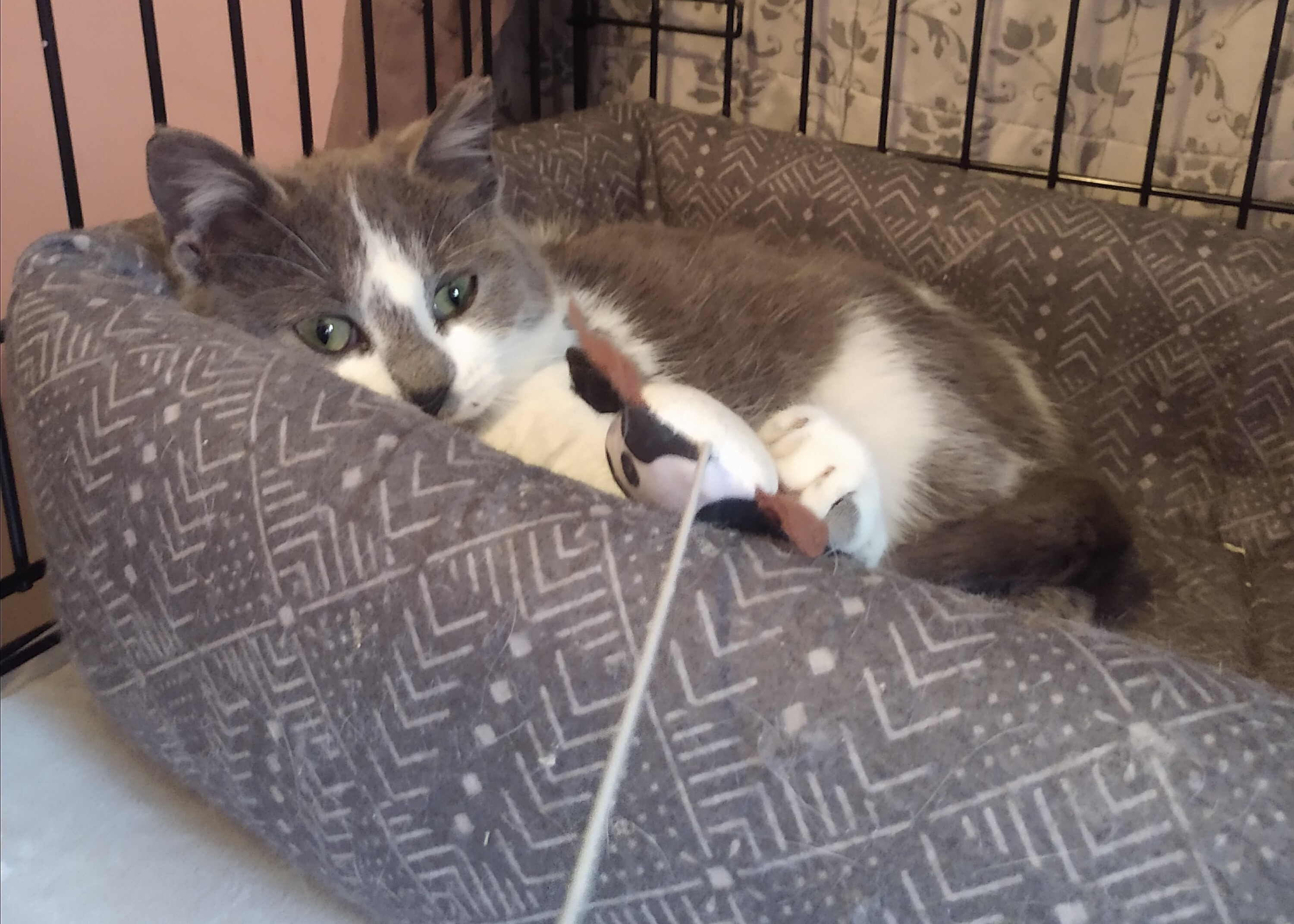 Mio SP (bonded w/Theo) 0920, a Adoptable Domestic Medium Hair in West Bloomfield, MI image 3/6