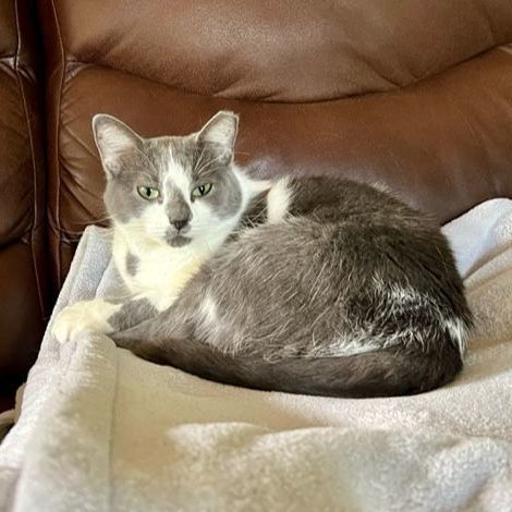 Mio SP (bonded w/Theo) 0920, a Adoptable Domestic Medium Hair in West Bloomfield, MI image 4/6