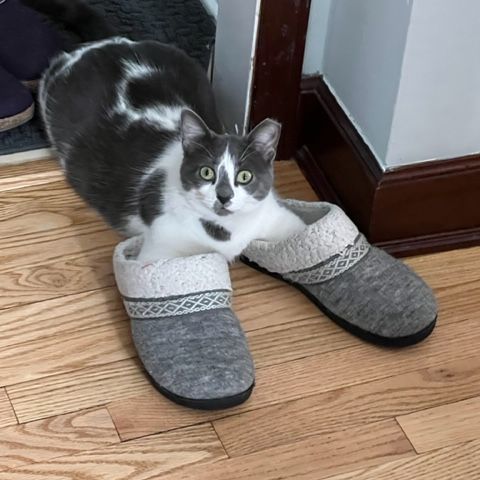 Mio SP (bonded w/Theo) 0920, a Adoptable Domestic Medium Hair in West Bloomfield, MI image 5/6