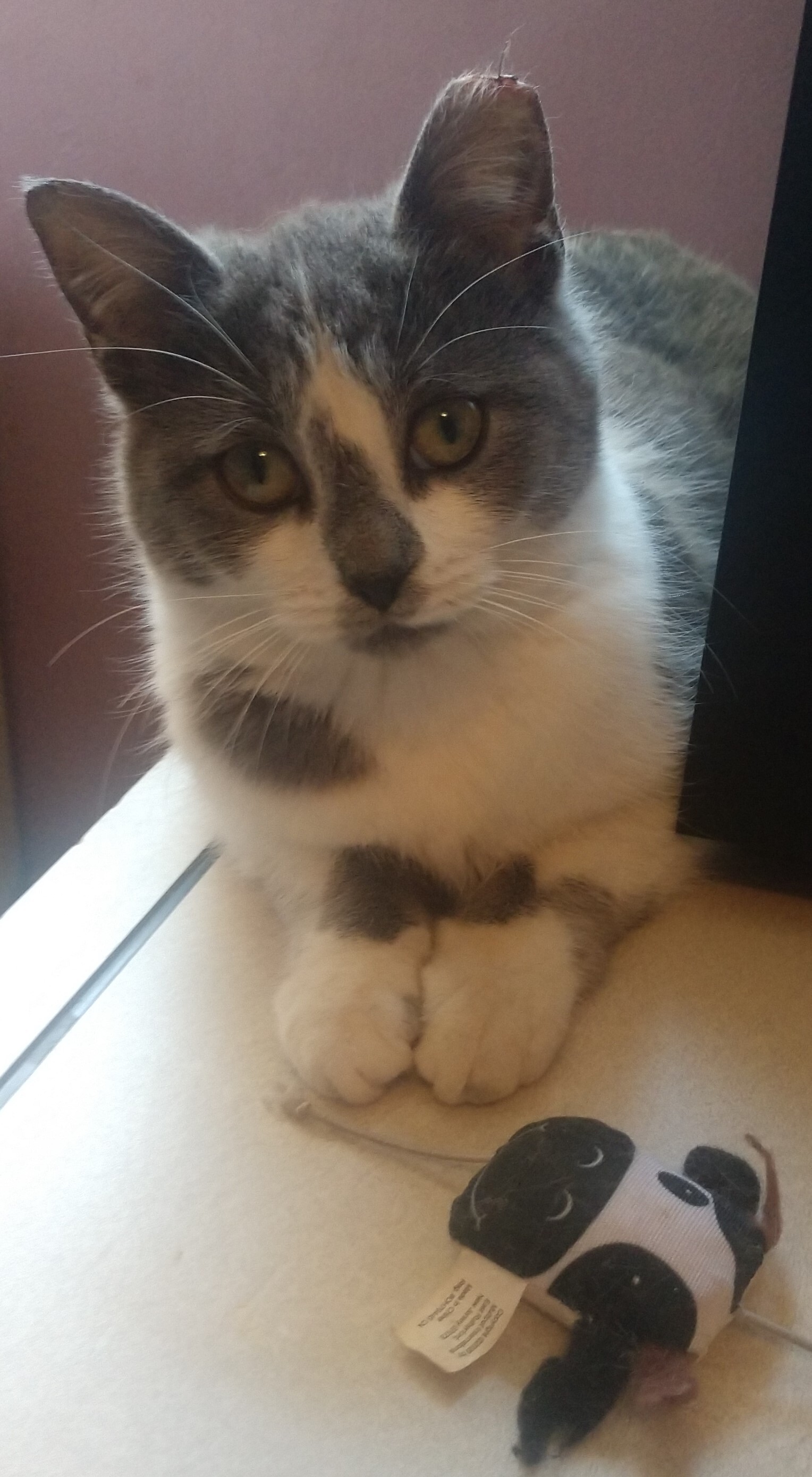 Mio SP (bonded w/Theo) 0920, a Adoptable Domestic Medium Hair in West Bloomfield, MI image 6/6