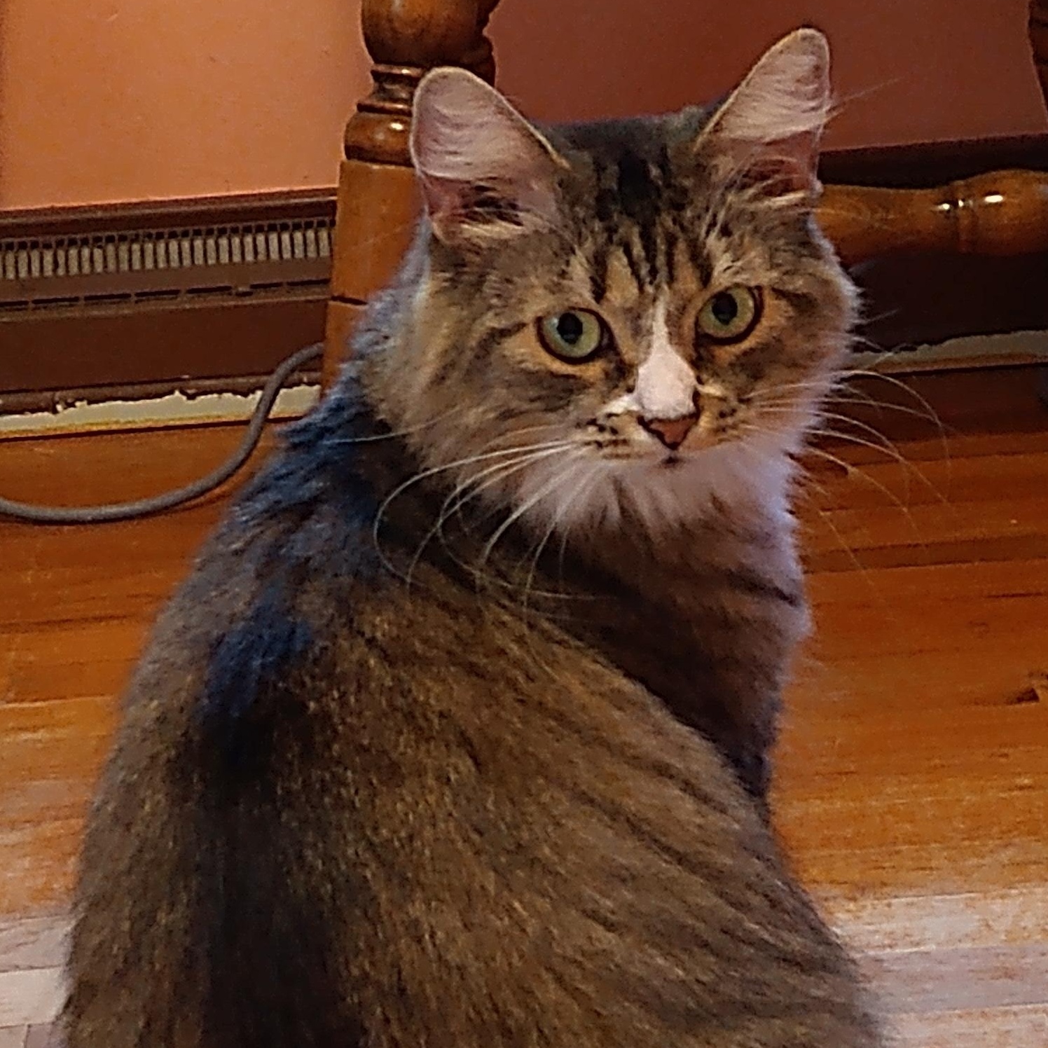 Enlarge Gracie, a Adoptable Domestic Long Hair in Richland, MI image 1/1